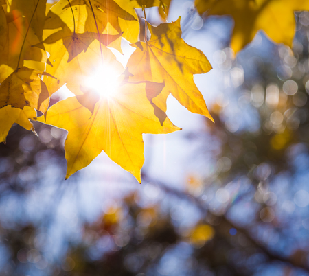 Backlit maple leaves, fall colors, it can be used as background.の写真素材