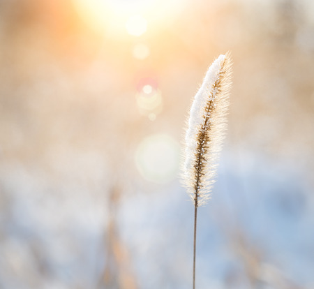 Setaria close-up after the snow.の写真素材