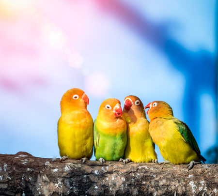Sun lovely bird, pretty feathers.の写真素材