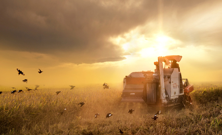 Harvesters are operating at dusk,Autumn harvest.の写真素材