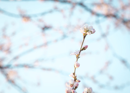 Pink peach branches, can be used as a warm background.の写真素材