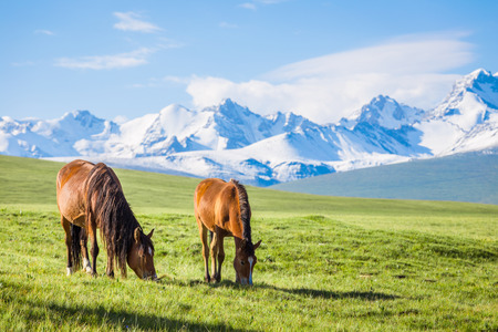 Horses under the snow mountain, pasture on the plateau.の写真素材