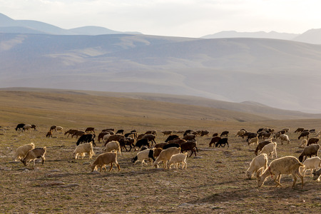 At sunset, on the prairie backlighting flock.の写真素材