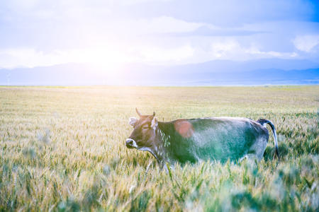 cattleの写真素材