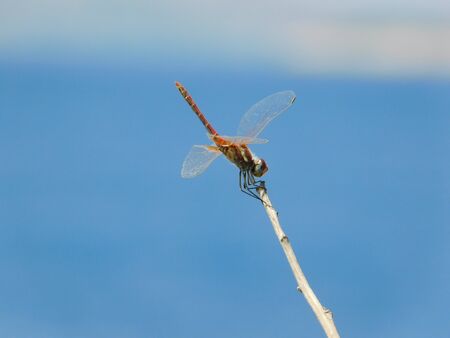 A dragonfly, or red veined darter, or sympetrum fonscolombii, in Attica, Greece