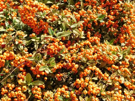 Firethorn or pyracantha shrub with orange berries in Glyfada, Attica, Greece