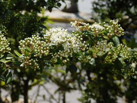 Firethorn or Pyracantha coccinea, shrub blossoming with white flowers, and a honey bee, in springの写真素材