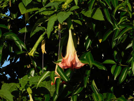 Angelâ€™s trumpet or Brugmansia flower at springtime, in Glyfada, Greece