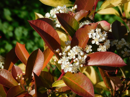 White flowers of a blooming photinia fraseri red robin shrubの写真素材