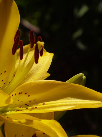 Lilies  the Queen of the flower bed, will not leave anyone indifferent! Fragile flowers fascinate with its beauty and fragrant scentの写真素材