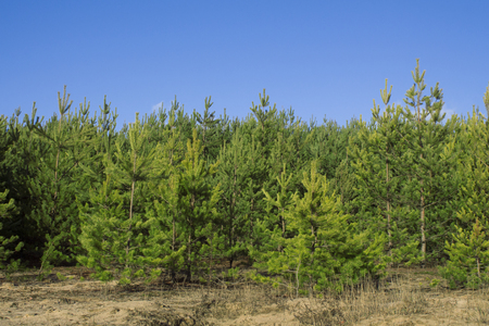 The pine trees on a background of  blue sky with clouds. Background image.の写真素材