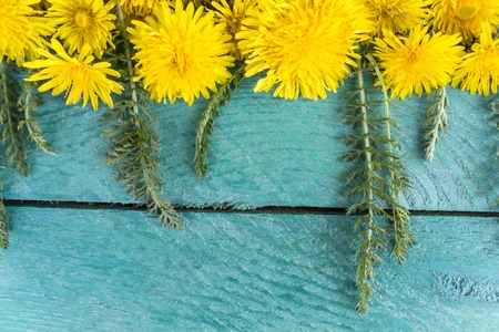 Dandelion flowers on the turquoise wooden surfaceの写真素材
