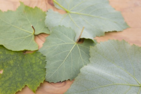 Several grape leaves on a wooden surface, Blurred photosの写真素材