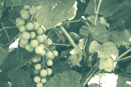 Bunch of grapes on the vine, in the photo has the effect ofの写真素材