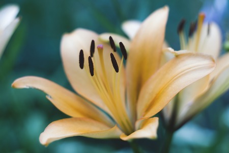 Beautiful light orange lily close-up shallow depth of field, pestlesの写真素材