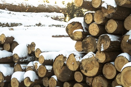 Wall made of stacked wood.の写真素材