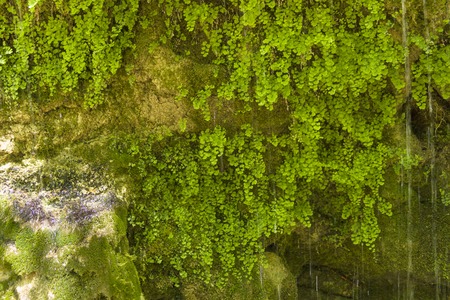 mountain stream in the forestの写真素材