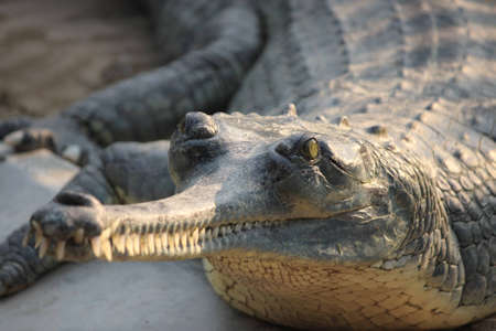 The gavialの写真素材