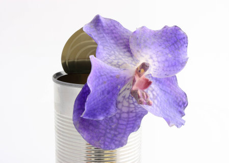 Orchid in canの写真素材