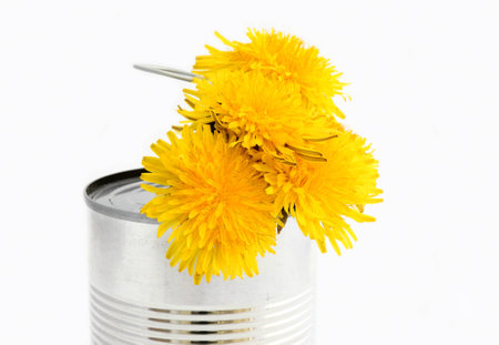 Yellow flowers in canの写真素材