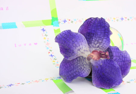 Flower and springの写真素材