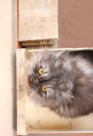 Cat in the boxの写真素材