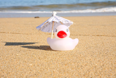 Duck alone on the beachの写真素材