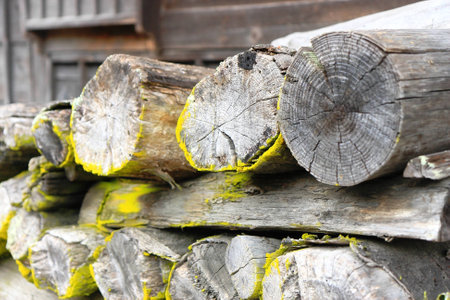 Logs with mossの写真素材