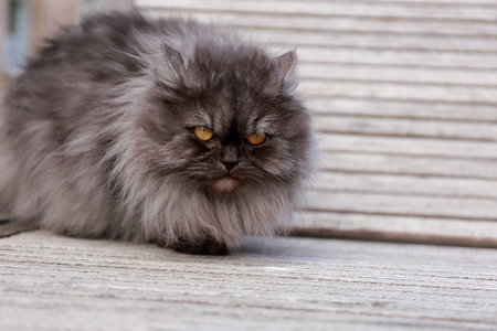 Grey catの写真素材