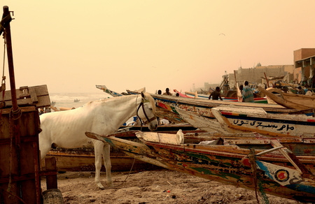 SAINT LOUIS DU SENEGAL,SENEGAL-APRIL 19,2014  The local people fish on the beach between canoes and horses on April 19, in Saint Louis du Senegal のeditorial素材