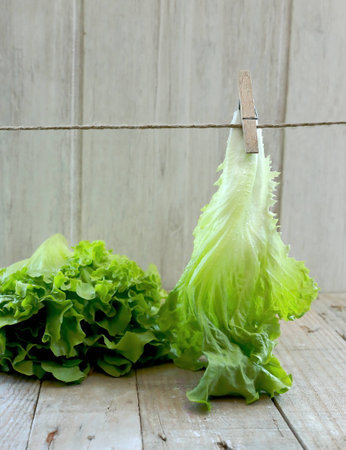 Lettuce leafの写真素材