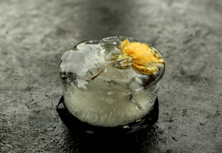 Yellow rose - frozenの写真素材