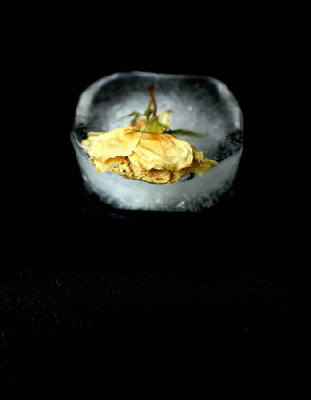 Dry rose in iceの写真素材