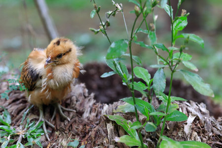 Little chicken-Vanuatu