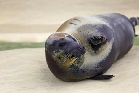 Seal greeting in aquariumの写真素材