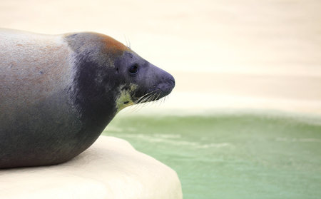 Nice seal-Biarritzの写真素材