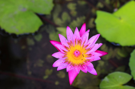 water lily-thailandの写真素材