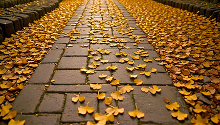 Ginkgo leaves on the walkway in autumn. Beautiful autumn background.の素材