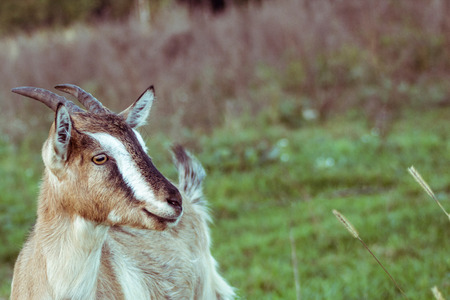 Goat on the green meadow.の写真素材