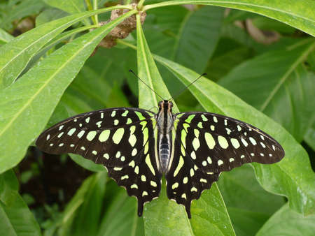 Black butterfly in summerの写真素材