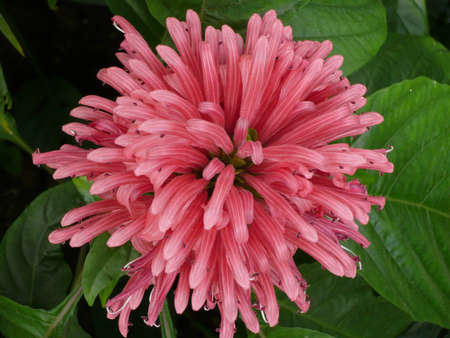 pink unique flowerの写真素材