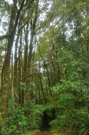 green forestの写真素材