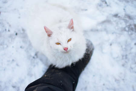White cat holding a man's legの写真素材