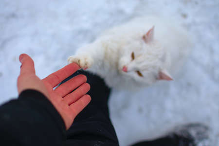 White cat shake hands with a manの写真素材