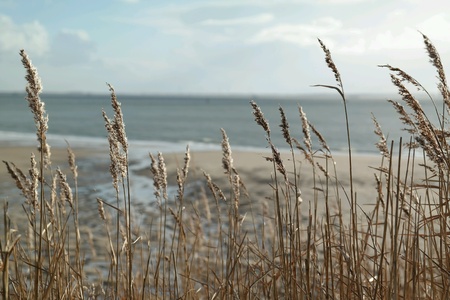 A sandy beach seen from the dunes at the coast. A typical Dutch coast view at the beach