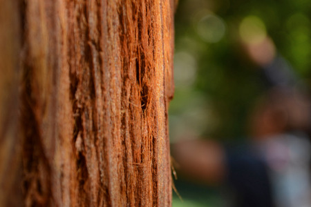 Brown tree on a green backgroundの写真素材