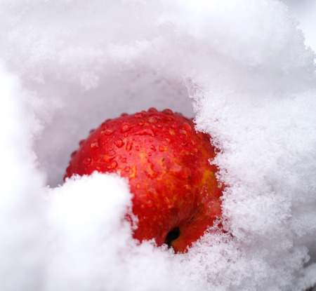 beautiful bright red Apple lying in the snow. outdoorsの写真素材