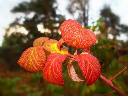 Autumn.Autumn nature. Bright red autumn leaves Outdoorsの写真素材