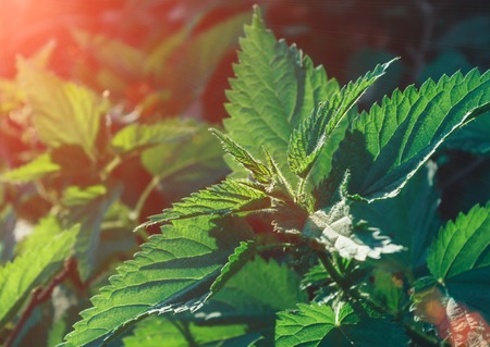 Young shoots of nettle. Natural green grass background. Urtica urensの写真素材