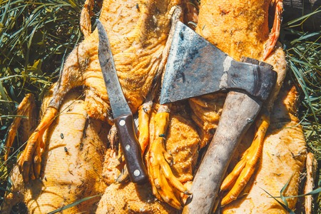 The carcass of the killed home farm duck, and on it a knife andの写真素材